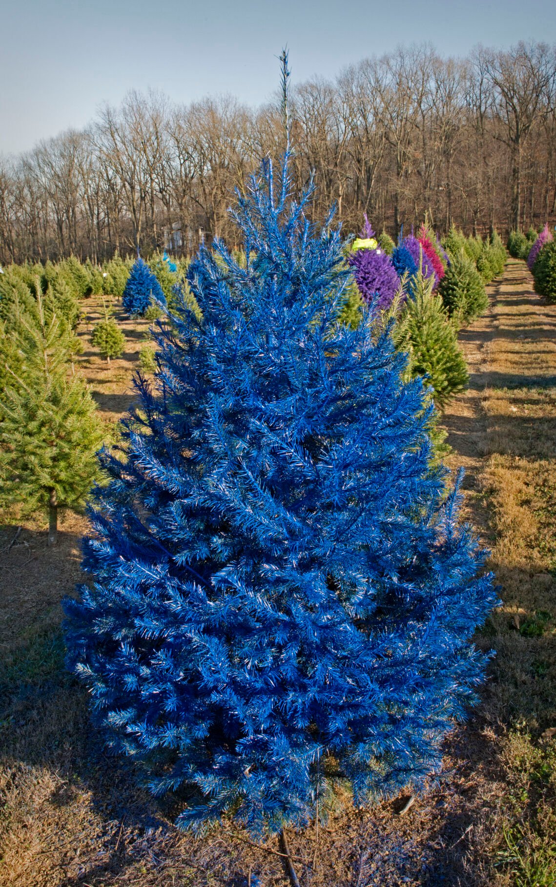 Purple Christmas trees are a thing. Watch how they do it [photos, video] Life & Culture