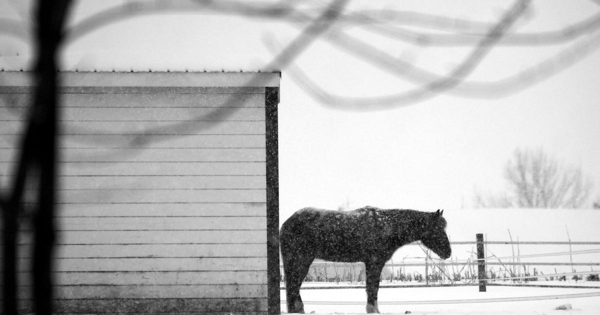 Horse with infectious disease euthanized in Lancaster County