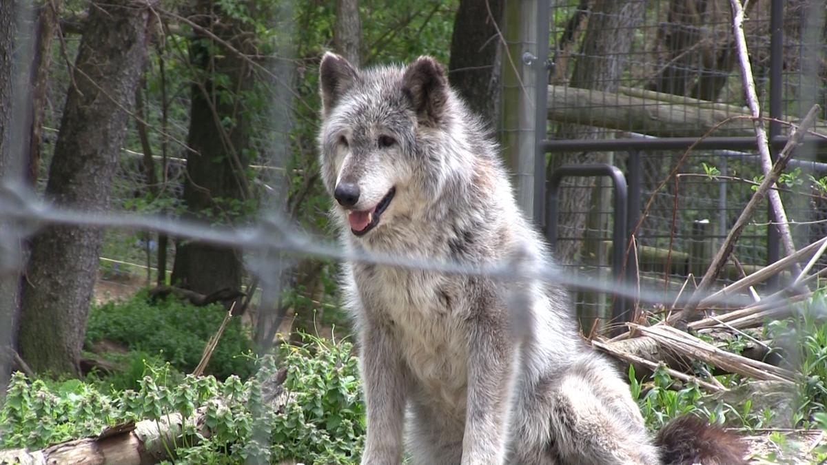 Wolf Sanctuary of PA to host special fundraising event Saturday