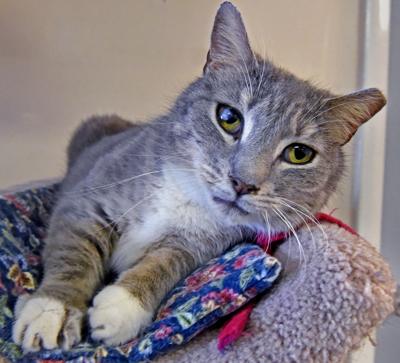 Pet Of The Week Adopt Graycie A Playful And Affectionate