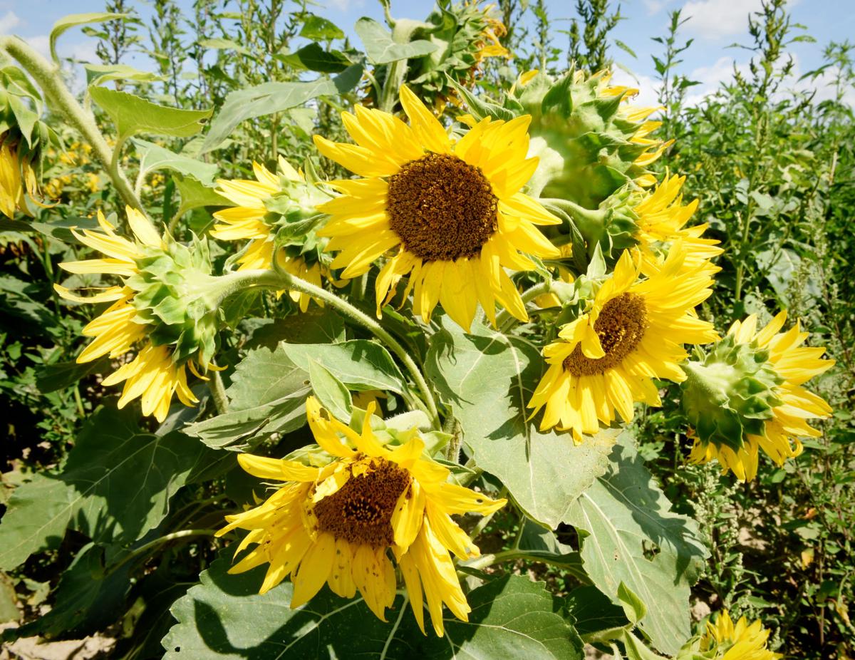 Sunflowers Are Still Blooming At These 2 Fields In Lancaster County Here S How To See Them Photos Food Living Lancasteronline Com