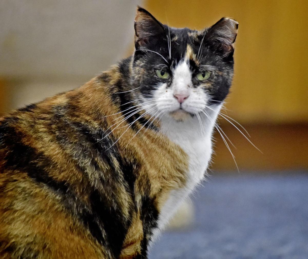 Pet Of The Week Adopt Callie A 4 Year Old Calico Cat Local News Lancasteronline Com