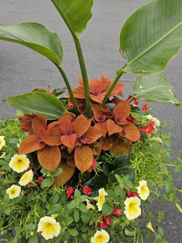 US Women's Open planters | | lancasteronline.com