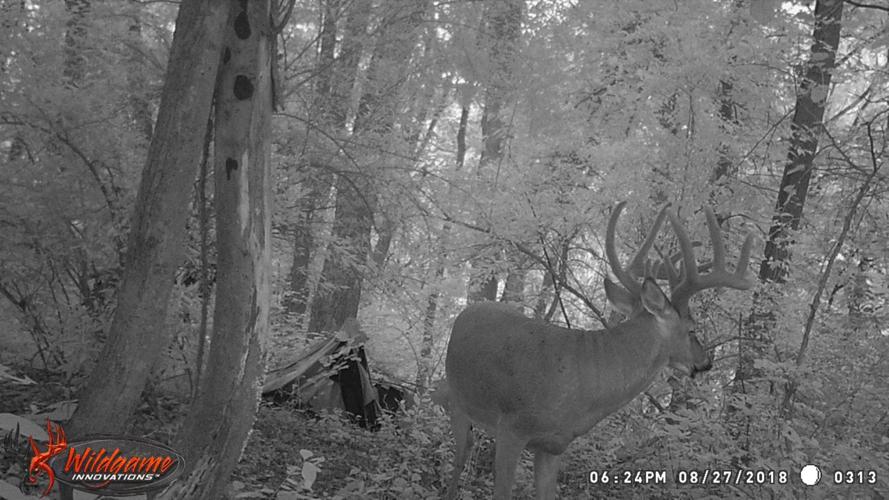 Lancaster County archer is at full draw on a nice buck when a dream deer  enters the picture, Outdoors