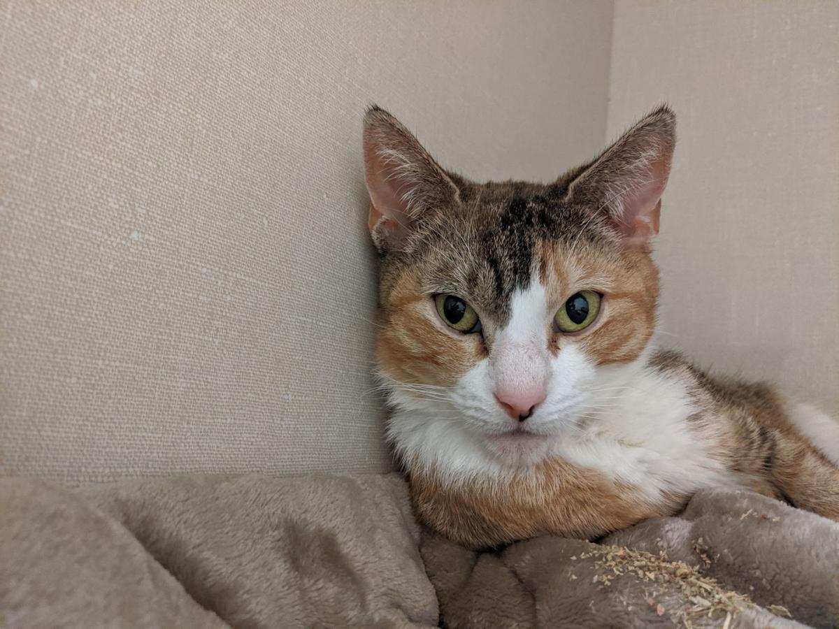 Ukulele Is A 4 Year Old Princess Looking For Her Forever Kingdom