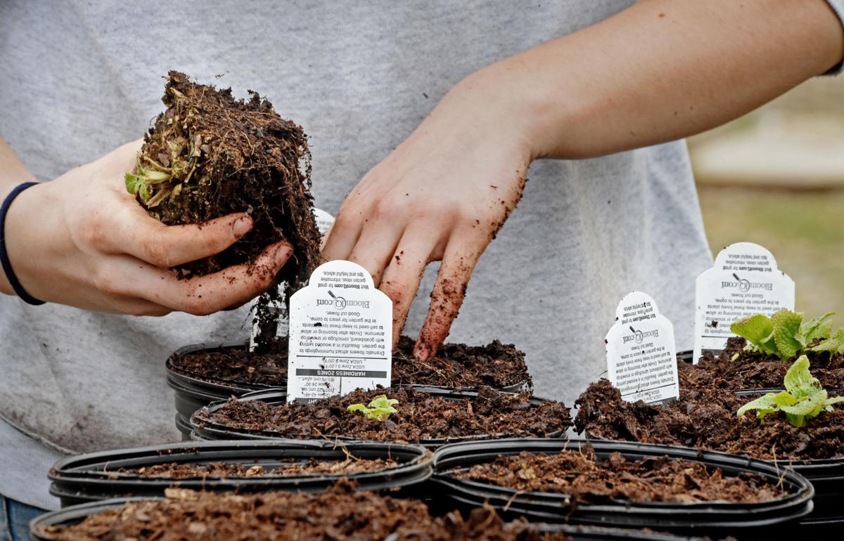 This greenhouse near Kirkwood is busy nearly year-round to ...