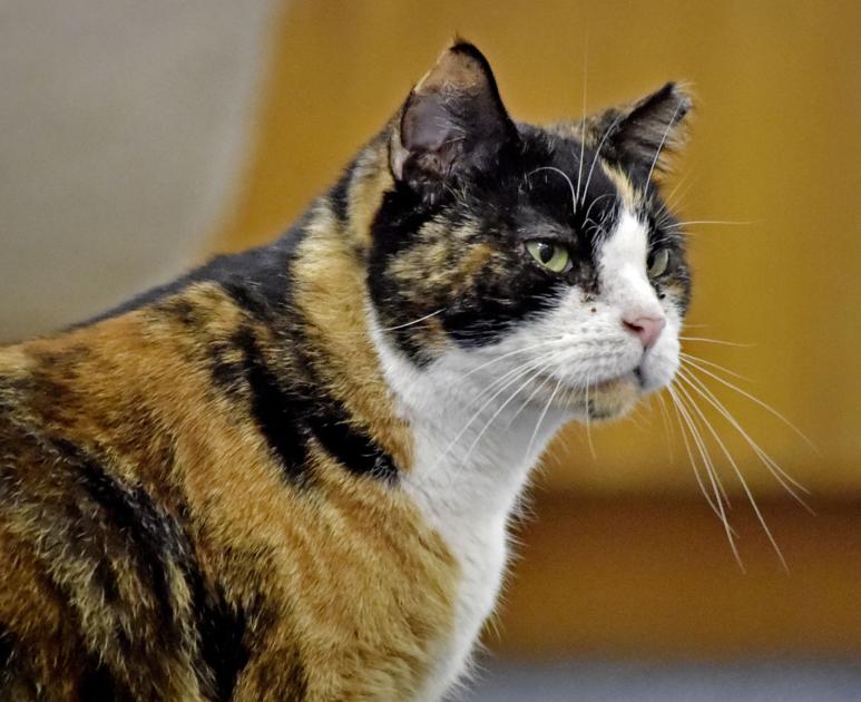 Pet Of The Week Adopt Callie A 4 Year Old Calico Cat Local