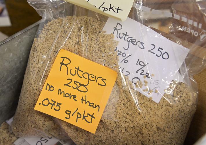 This 103yearold company made the seeds of a popular Jersey tomato yet