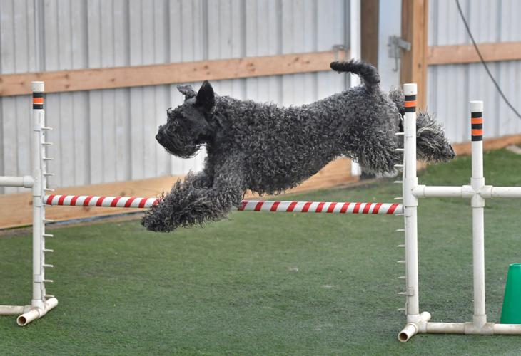 Rocky Creek Dog Agility 24.jpg