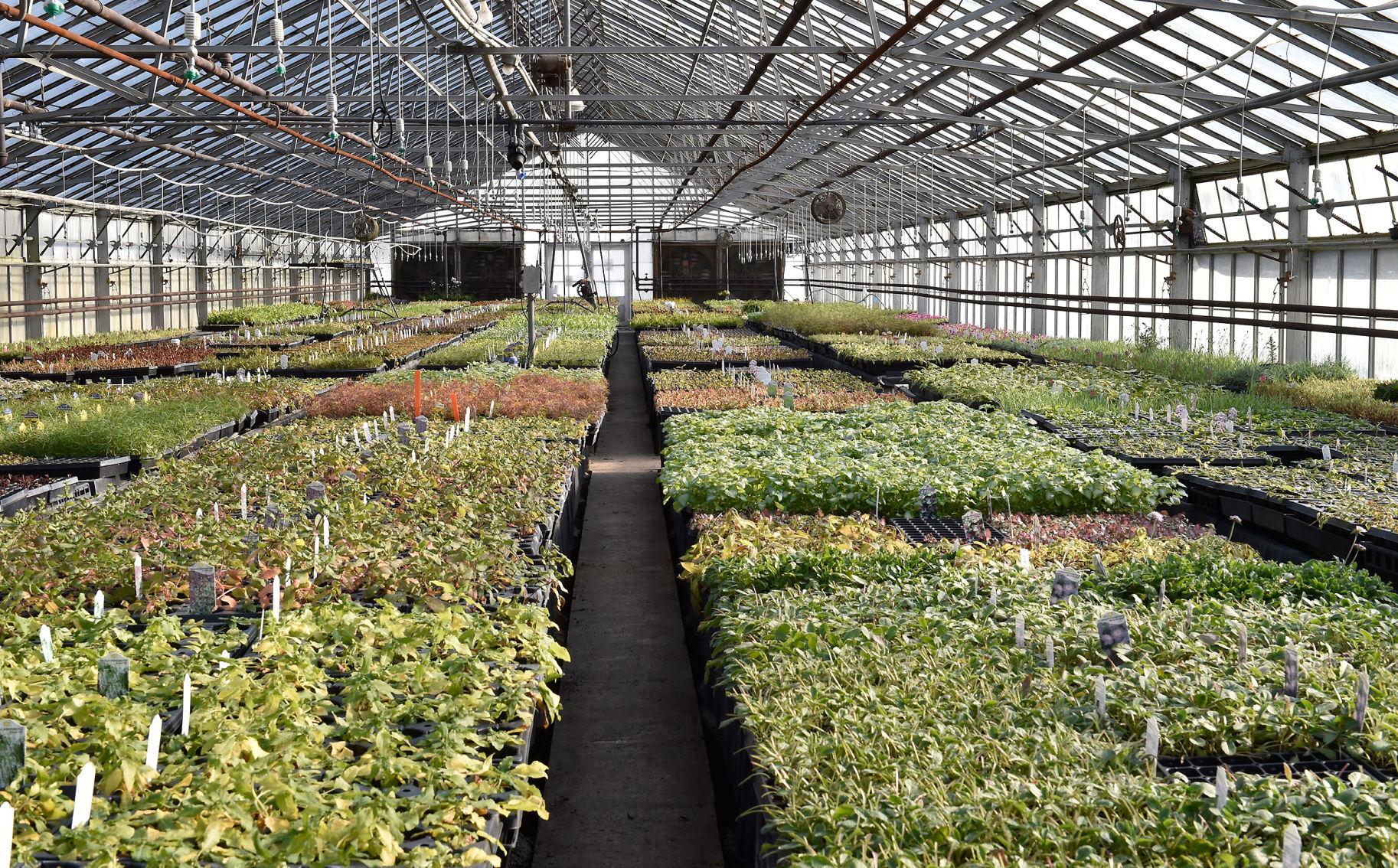 Creek Hill Nursery 7.jpg