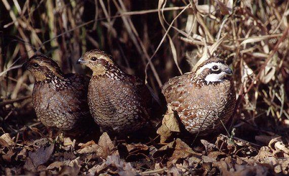 Quail To Make Comeback At Fort Indiantown Gap Local News Lancasteronline Com