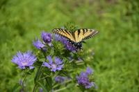 40+ classes for Lancaster County plant lovers in October, in-person and virtual