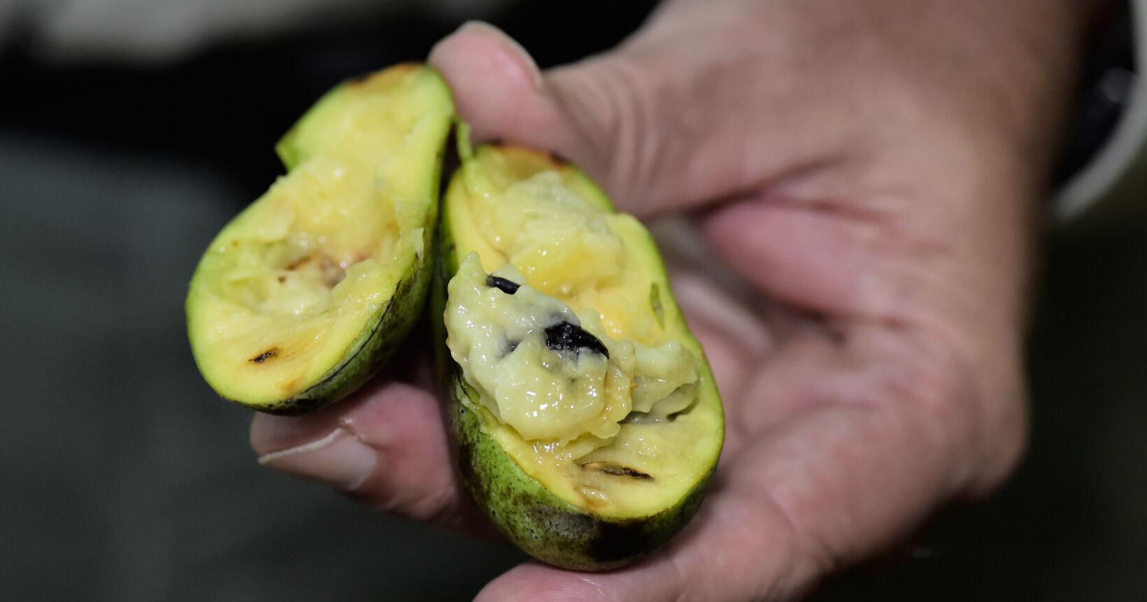 Pawpaw season's coming up in Pennsylvania; here are 3 events to taste, learn to grow this native fruit - Vimarsana News