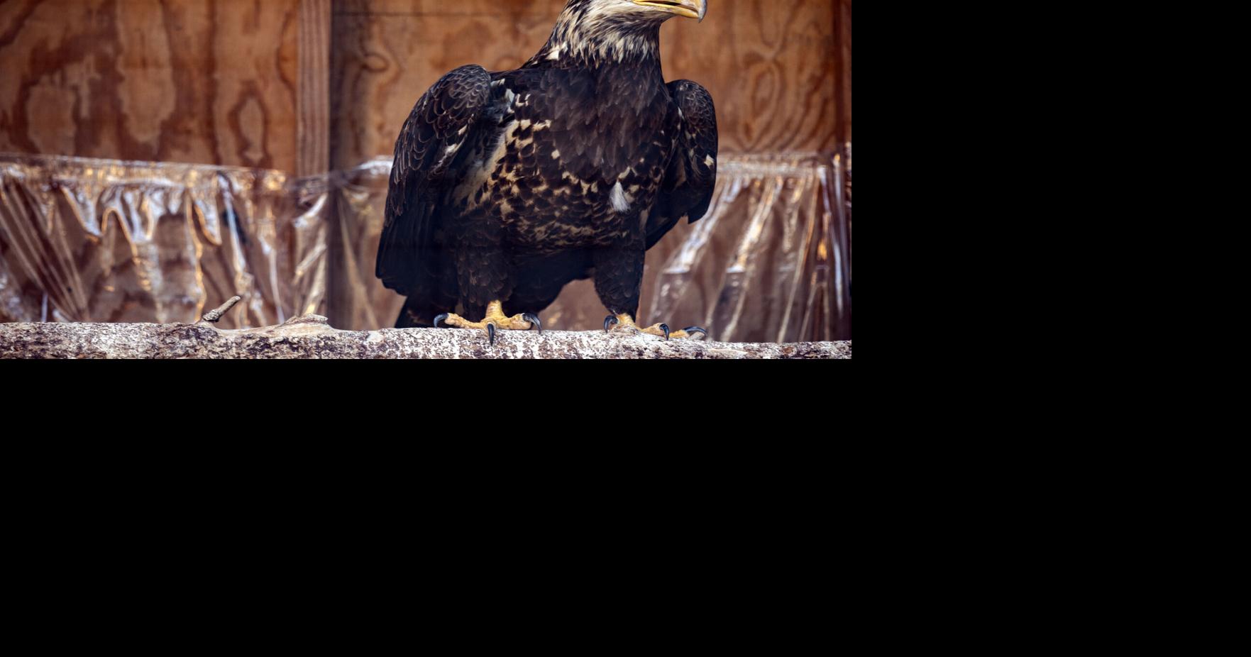 How this eagle ended up caught in a Manheim Township manure pile ...