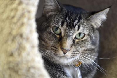Pet Of The Week Average Andy Fits In Almost Anywhere Food Living Lancasteronline Com