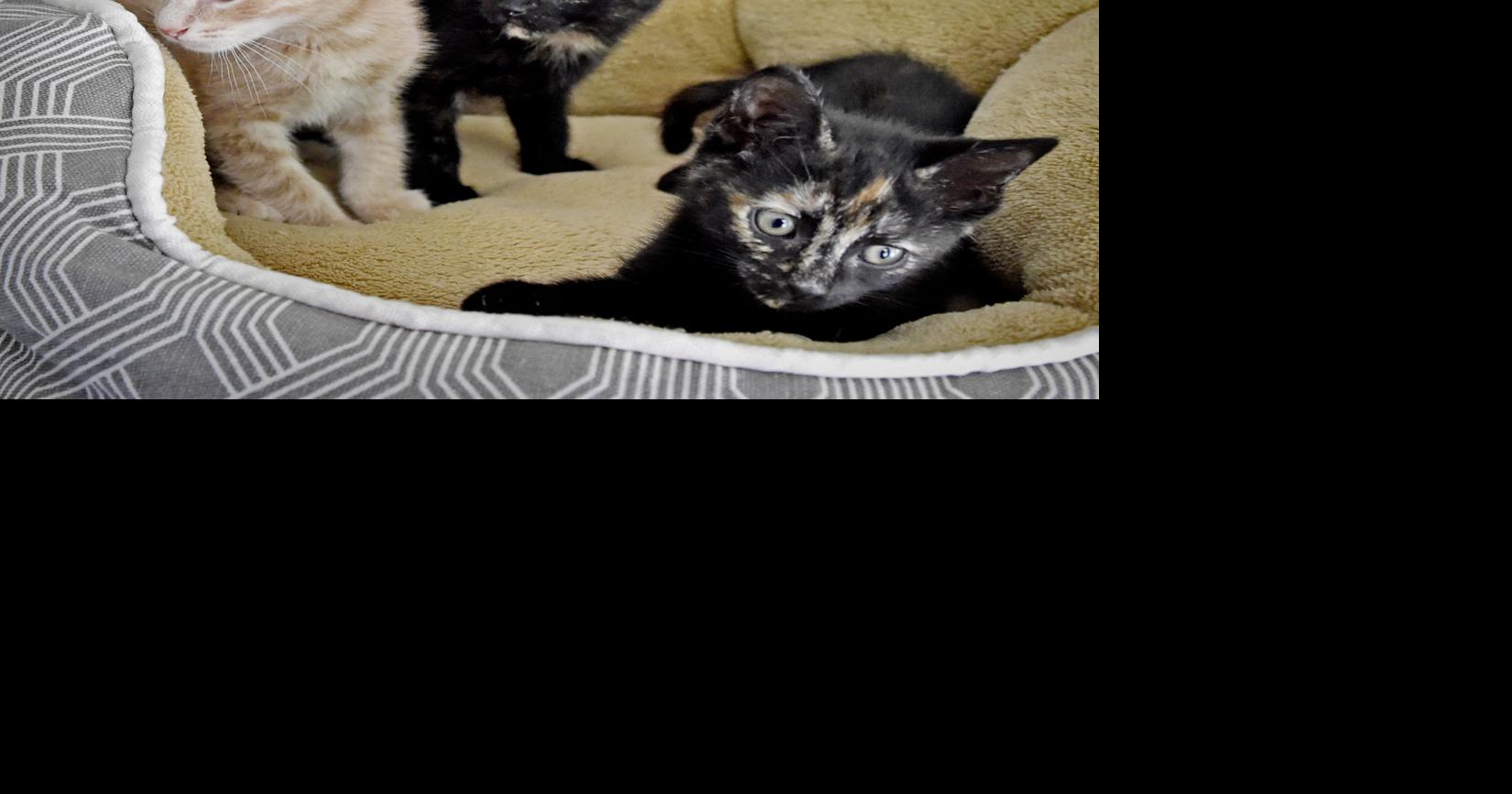 Pet of the week 3 kittens dropped off at shelter in shoeboxes