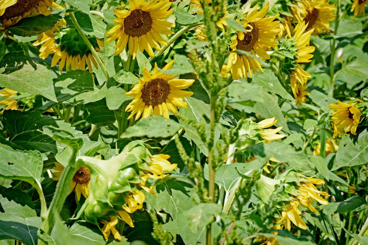 Sunflowers Are Still Blooming At These 2 Fields In Lancaster County Here S How To See Them Photos Food Living Lancasteronline Com