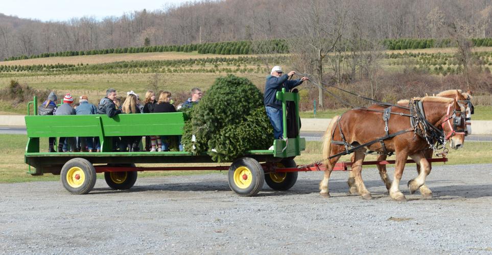 11 places to cut your own Christmas tree in Lancaster County Together