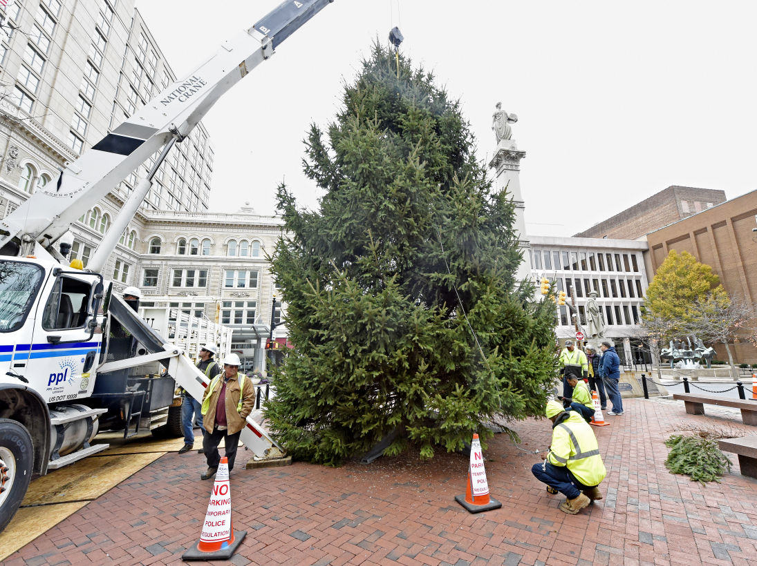Video Lancaster's donated Christmas tree arrives in Penn Square