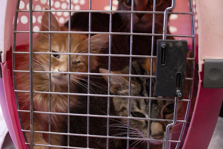 7 cats reportedly left in carriers Thursday in Lancaster's below