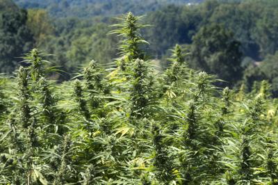 Pennsylvania Smelly Hemp Plant Must Halt Pa Power And Policy Pennsylvania State News Lancasteronline Com