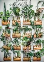 How to propagate houseplants, according to a plant pro
