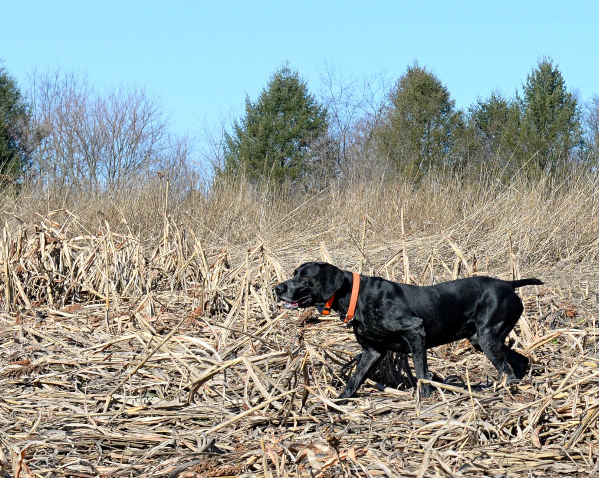 Pheasant memories at Martz's Outdoors