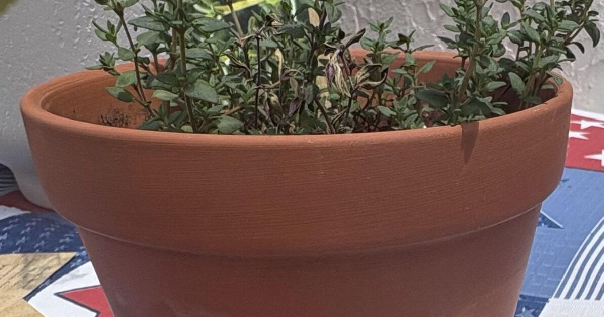 Herbs U3 herbs-thyme.jpeg