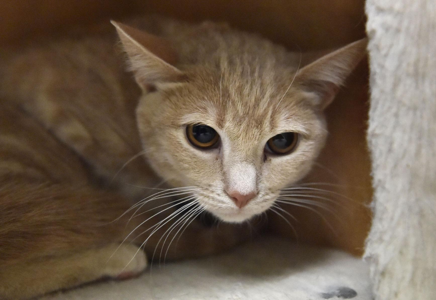 Pet Of The Week Adopt Finnick A 7 month old Shorthair Tabby Who Lost
