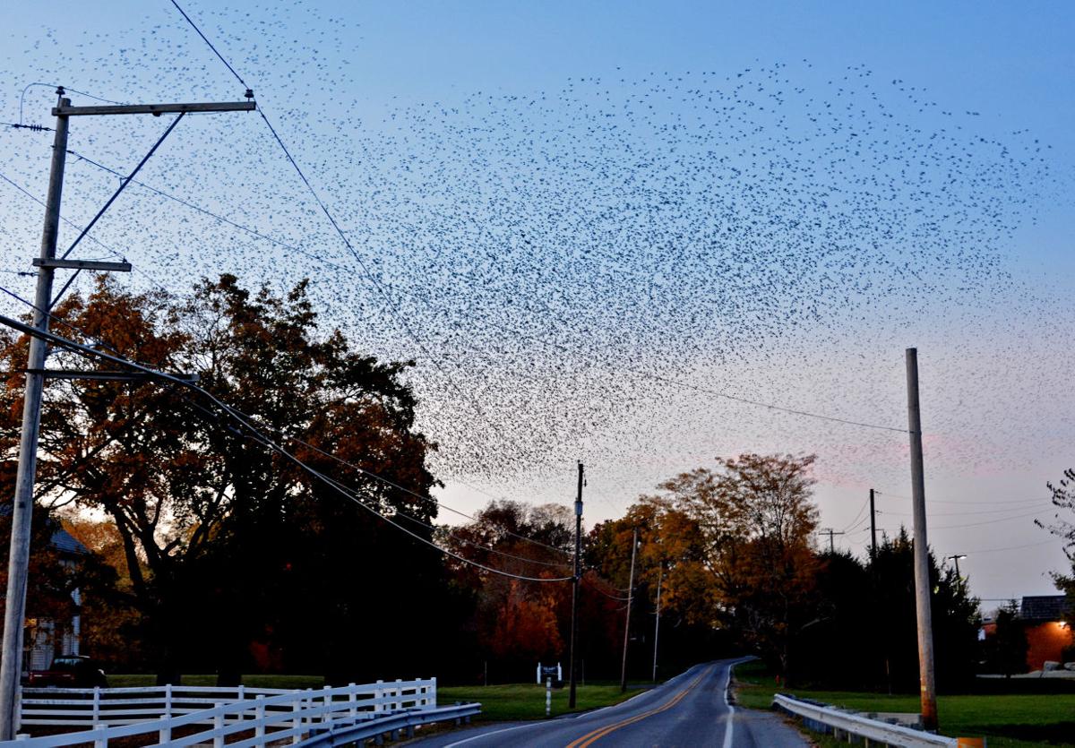 Watch: Why are thousands of black birds swarming in waves near Rockvale