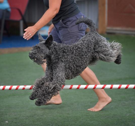 Rocky Creek Dog Agility 25.jpg