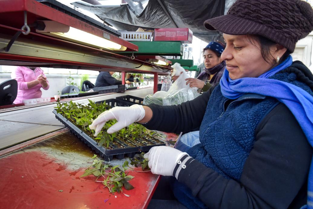 Peek inside the biggest greenhouses of Lancaster County, starting with