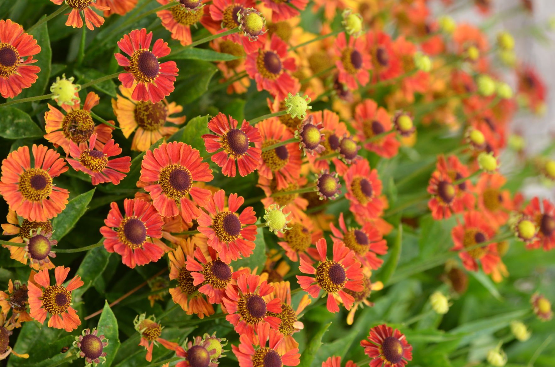 Try These 5 Native Plants For Fall Gardens In Pennsylvania | Home ...