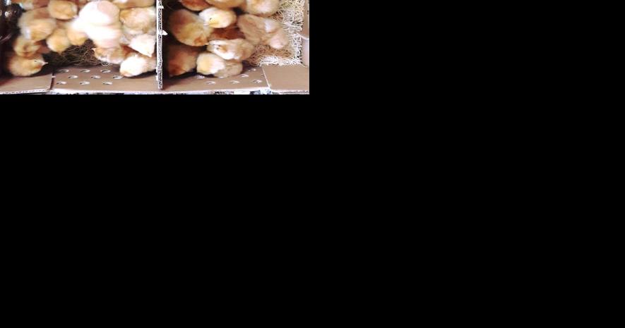 Avian influenza could worsen supply issues for meat chicks - Vimarsana News