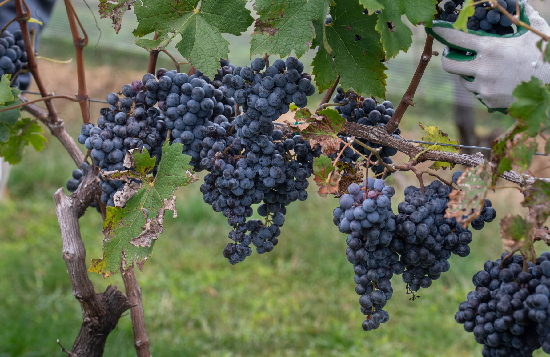 Buying grapes for outlet wine