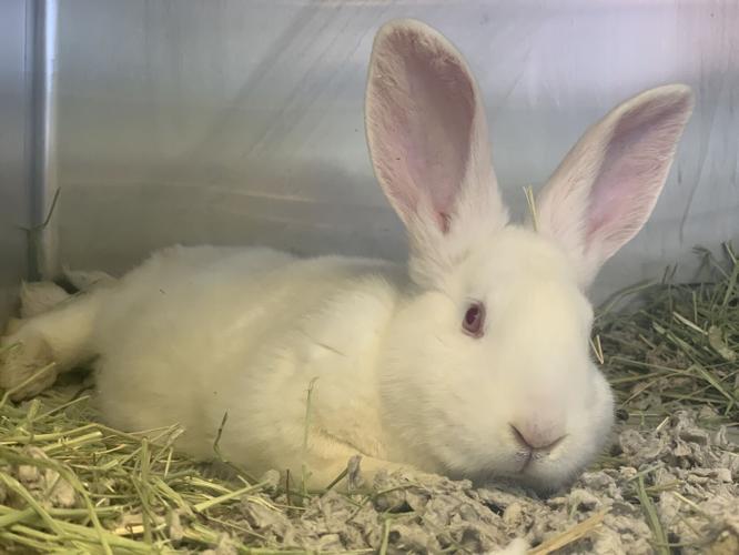 PSPCA rescues nearly 50 rabbits from Ephrata property where animals
