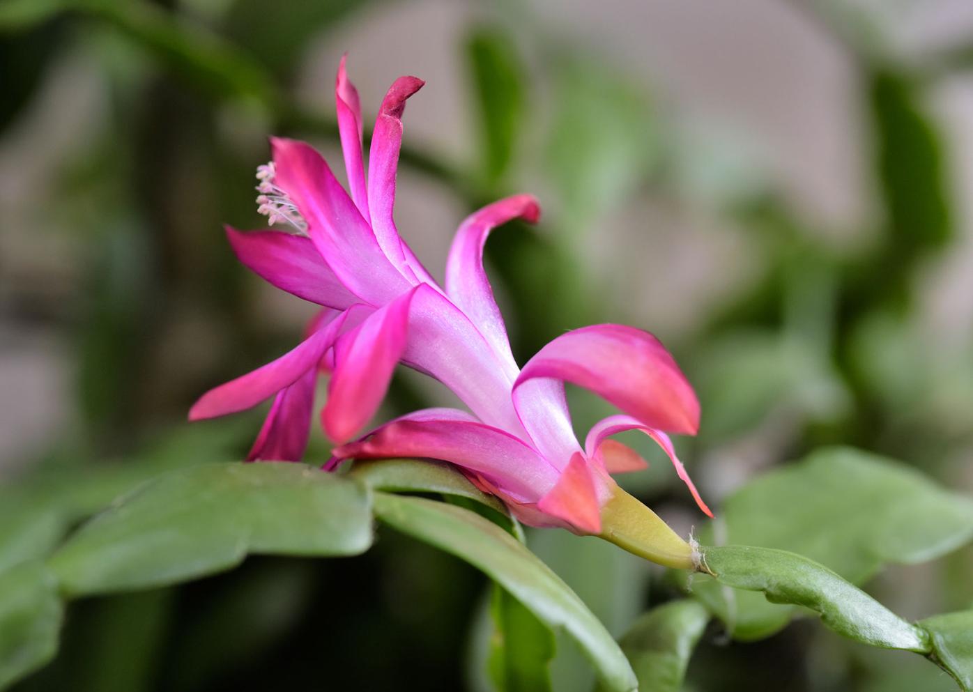 A Christmas Cactus Can Last For Generations How To Grow Your Own And Get More Blooms Life Culture Lancasteronline Com