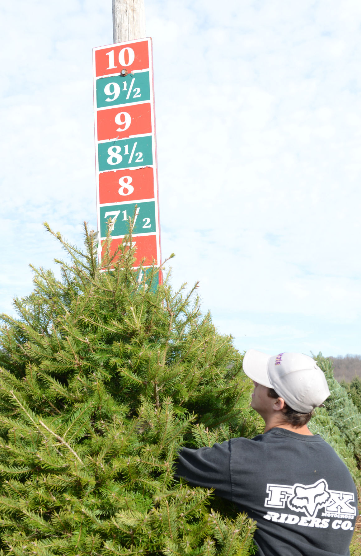Where to cut your own Christmas tree in Lancaster County Local News