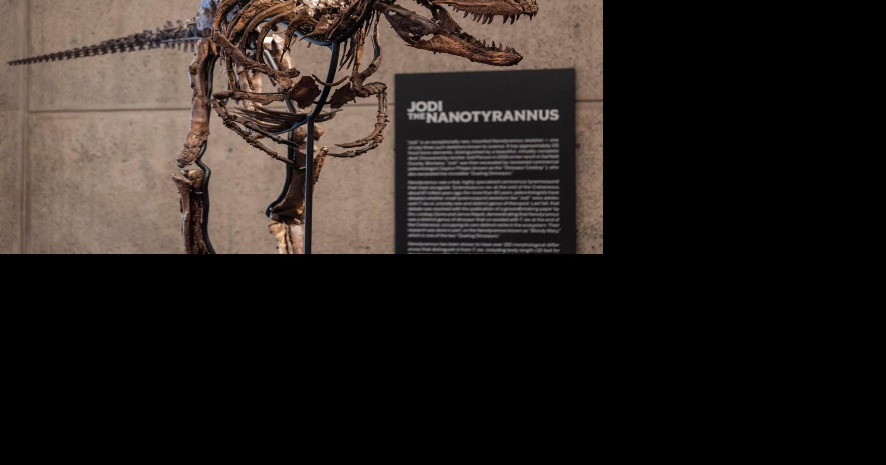 A dinosaur fossil that looks like a mini T. rex just sold for a giant $47 million