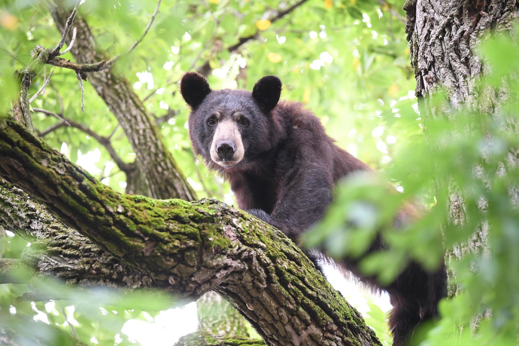 How Many Bears Were Harvested In Pa. Last Year, And Do The Hunters Eat ...