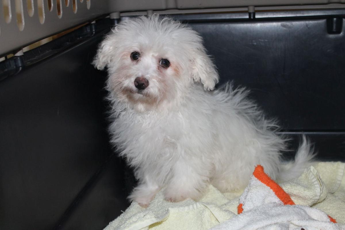 Former Lancaster County dog breeder pleads guilty to cruelty charge