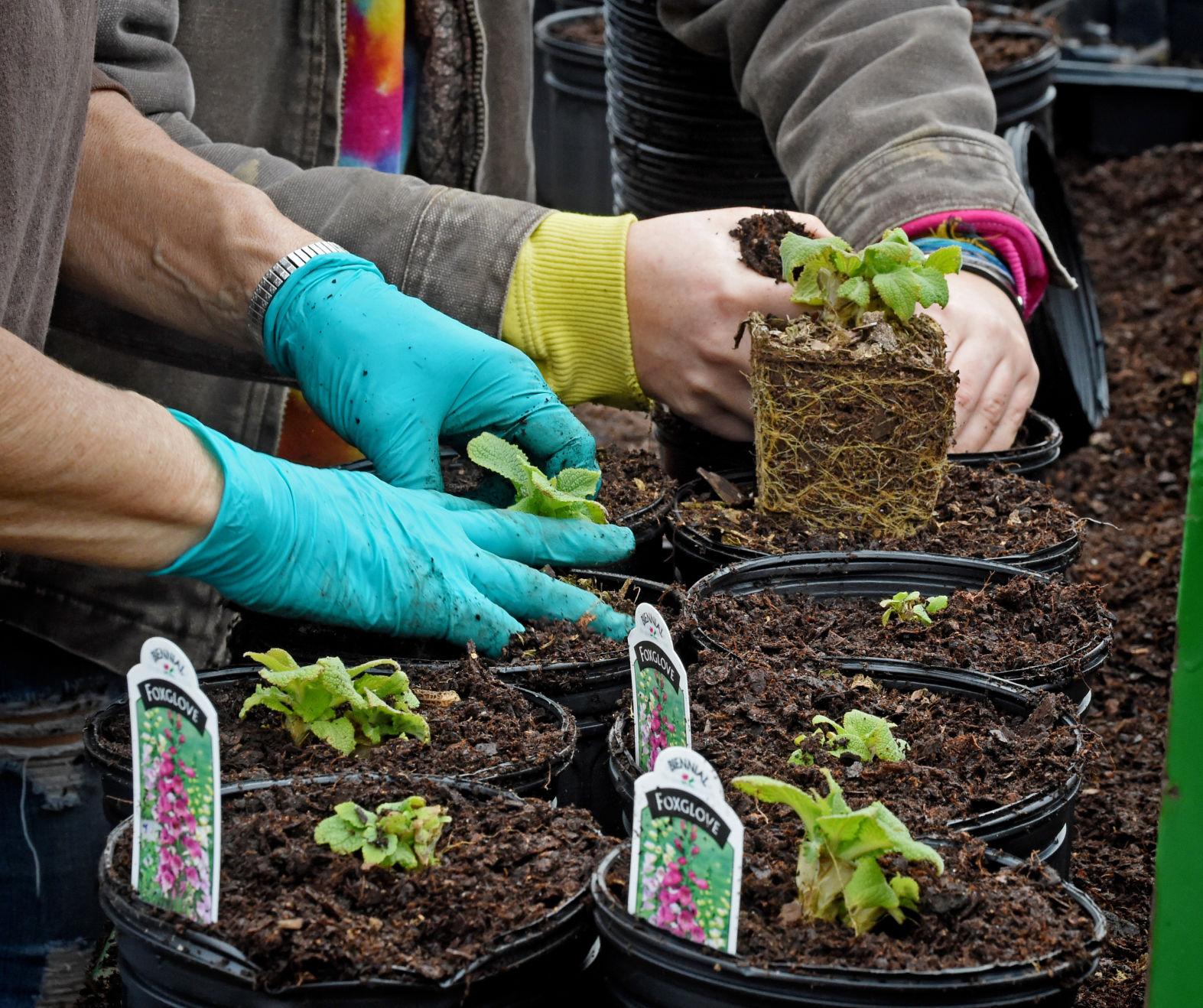 Groff�s Plant Farm Groff�s Plant Farm