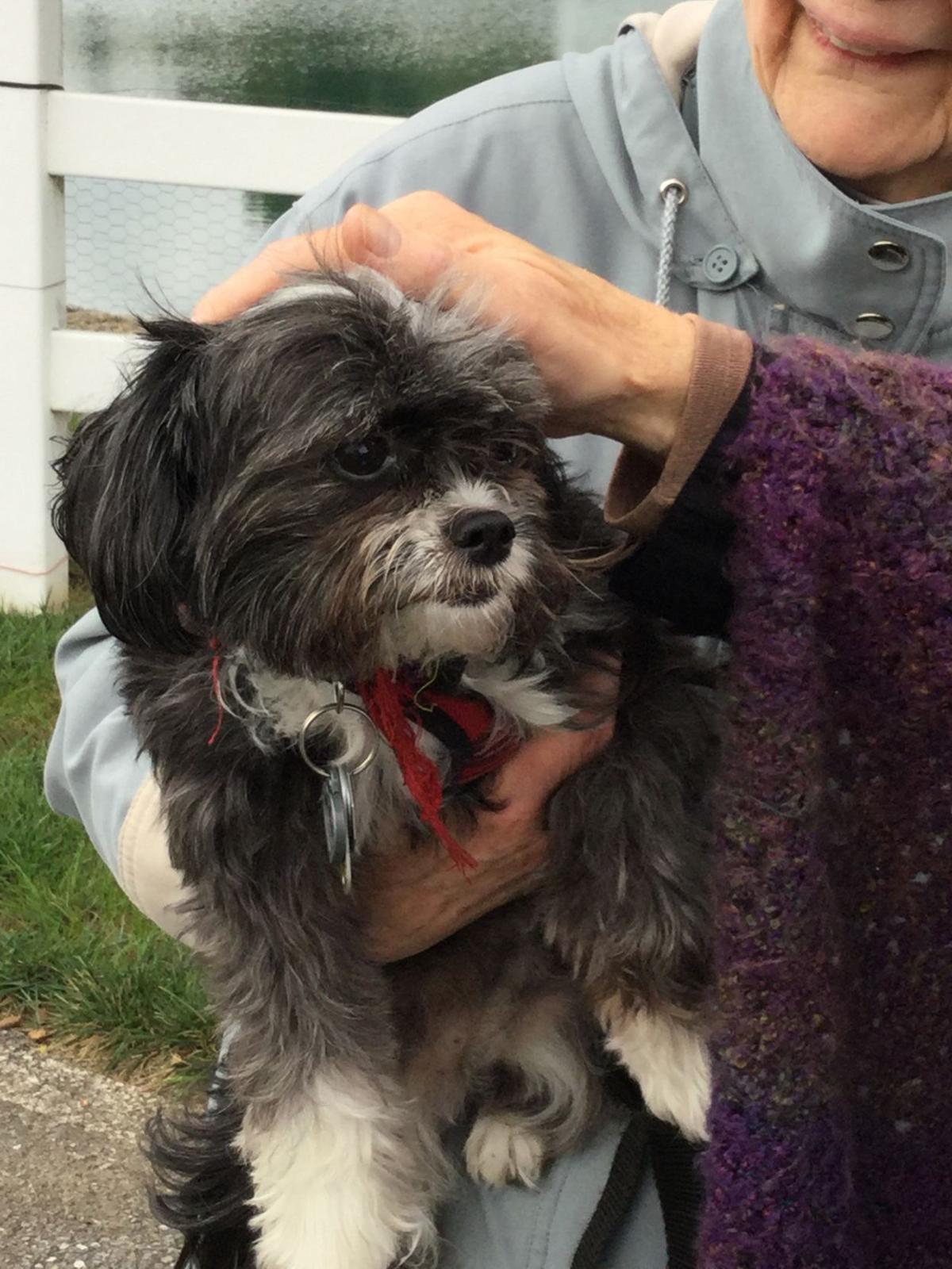 Pet Friendly Retirement Communities Cater To Residents