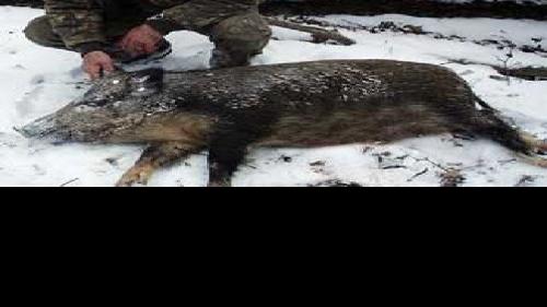 Feral Pigs Are Going Hog Wild In Pennsylvania Outdoors Lancasteronline Com