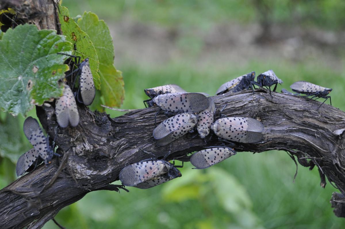 Lancaster County Is In Spotted Lanternfly Quarantine Zone What You Need To Know About Business Permits Travel Local News Lancasteronline Com