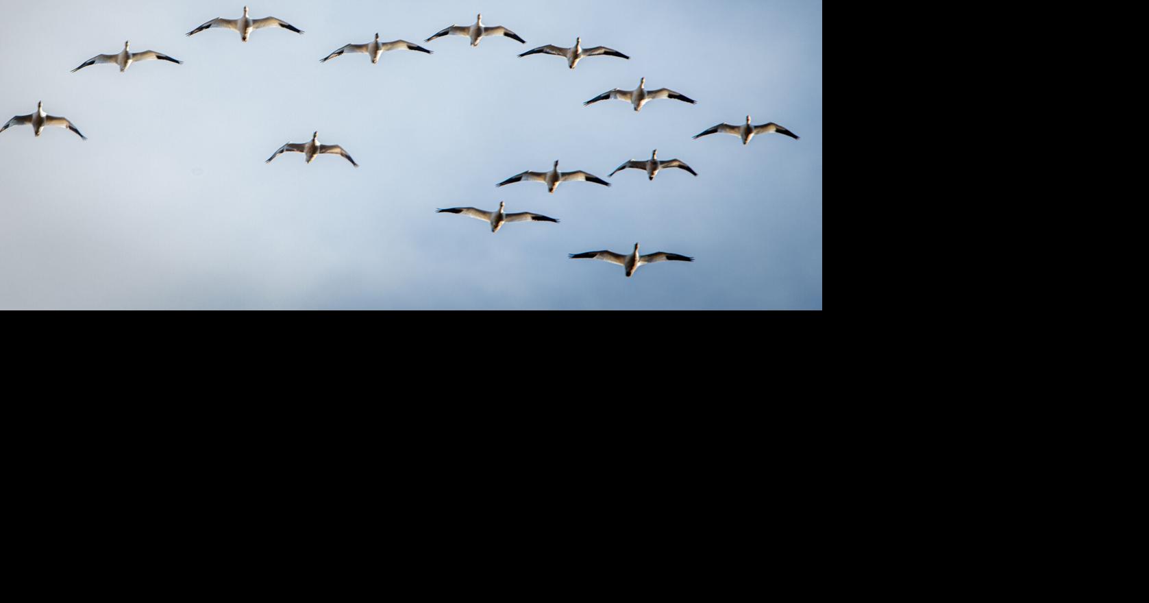 Here's how many snow geese were reported at Middle Creek during the ...