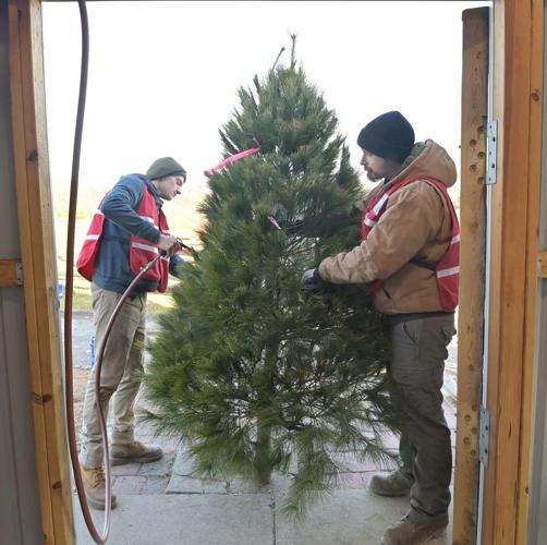 Natural Christmas trees prices are up — here's why Local Business