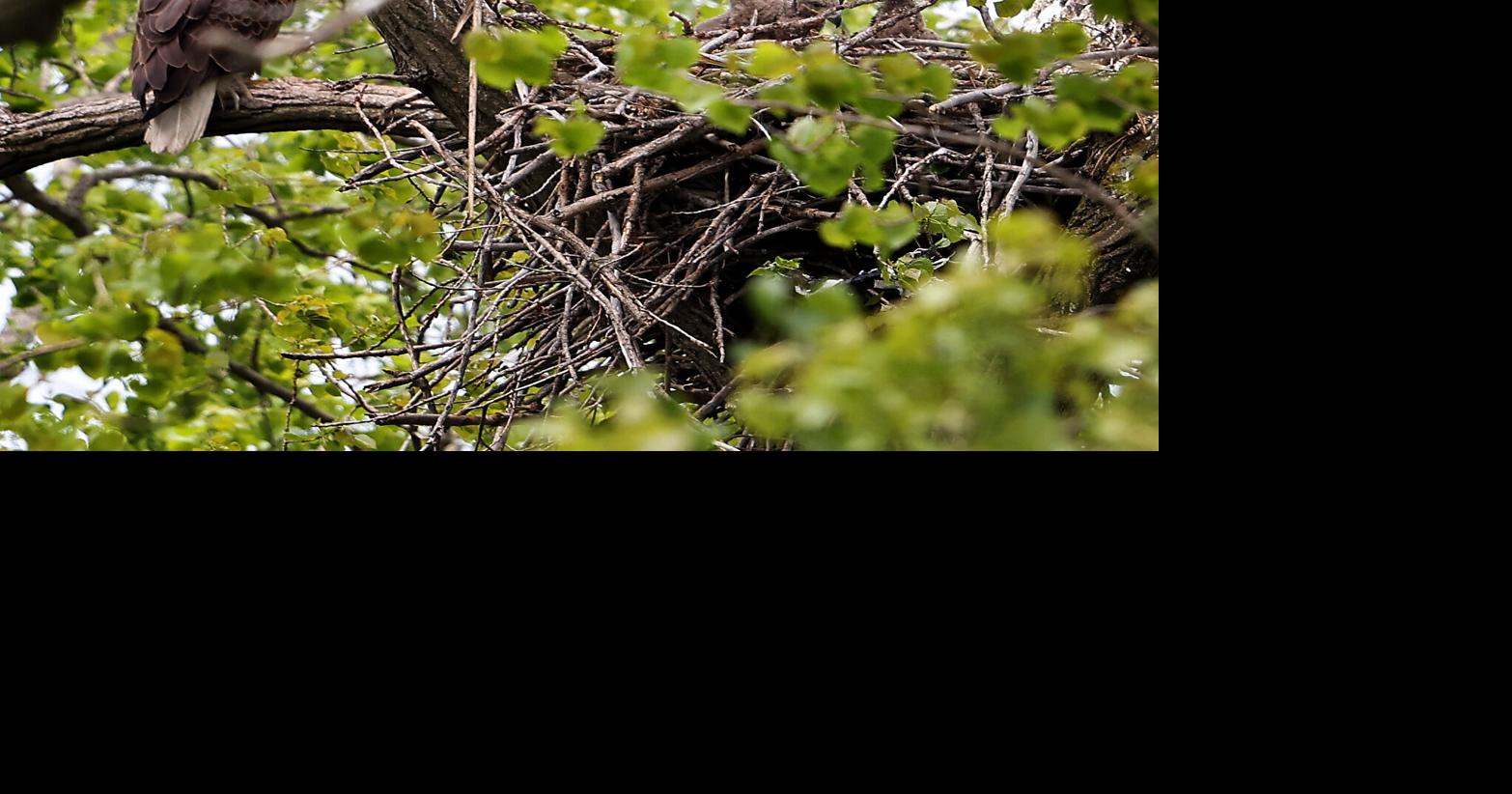 Bald eagle hatchlings spotted in a Chicago park may be the city's first for more than a century By LAURA BARGFELD and TODD RICHMOND - Associated Press May 13, 2026