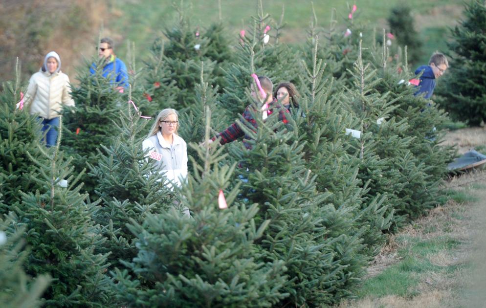 Pennsylvania Grows 31 000 Acres Of Christmas Trees Or Enough To Cover All Of Rapho Township Local News Lancasteronline Com