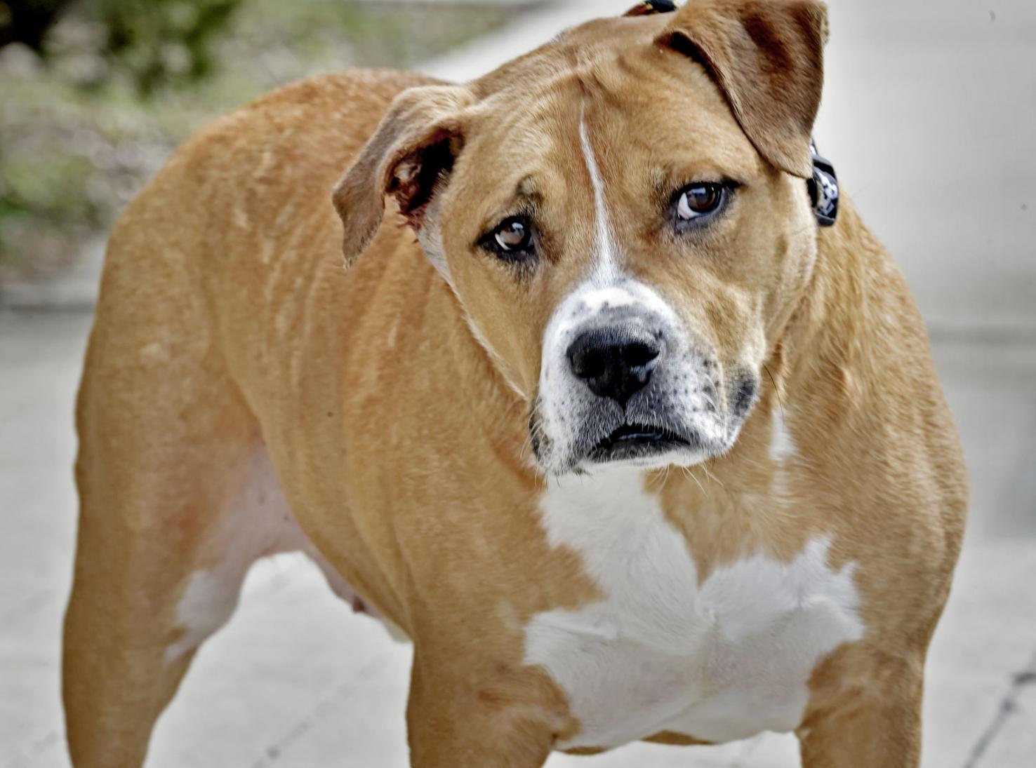 Pet of the week: Adopt Glaze, a 7-year-old male pit bull/boxer mix